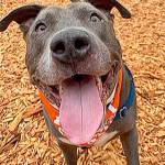 Wiz is a 10-year-old pit bull terrier mix who is looking for a home. The agency says hes an absolute sweetheart who loves to go on mellow walks with you and then cuddle and watch Netflix. (Kitsap Humane Society photo)
