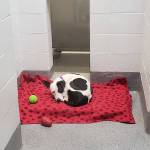 Pet lovers celebrate opening of Pet Adoption Center