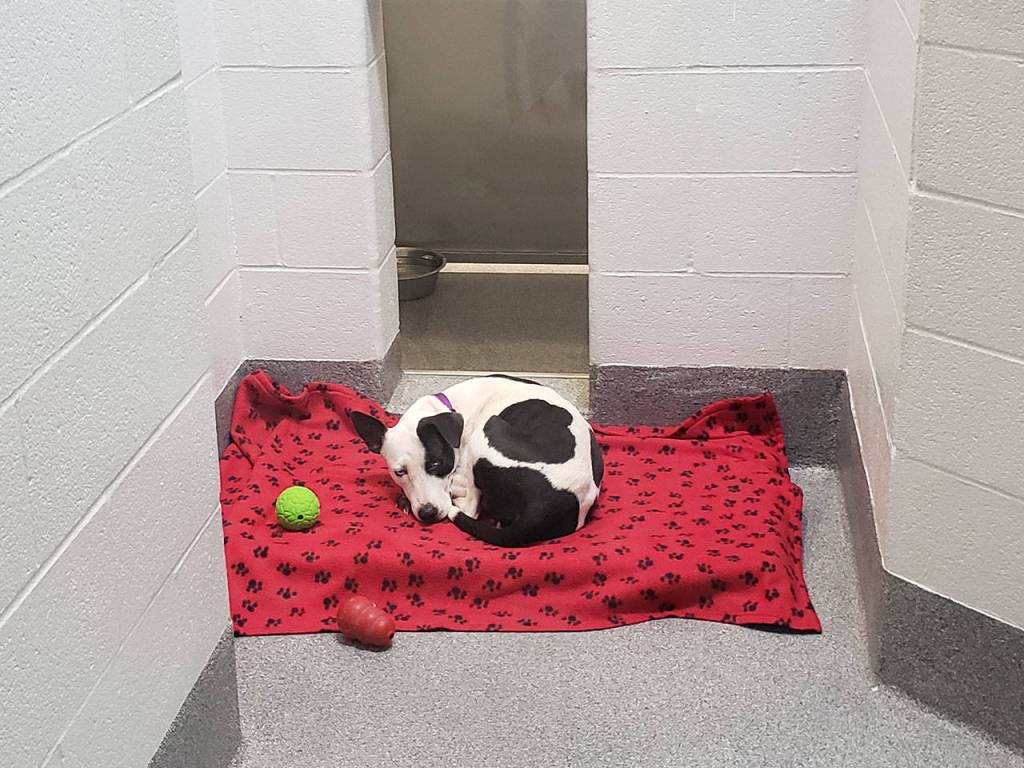 Pet lovers celebrate opening of Pet Adoption Center