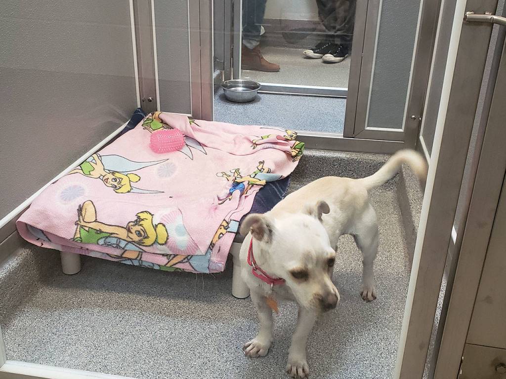 Pet lovers celebrate opening of Pet Adoption Center