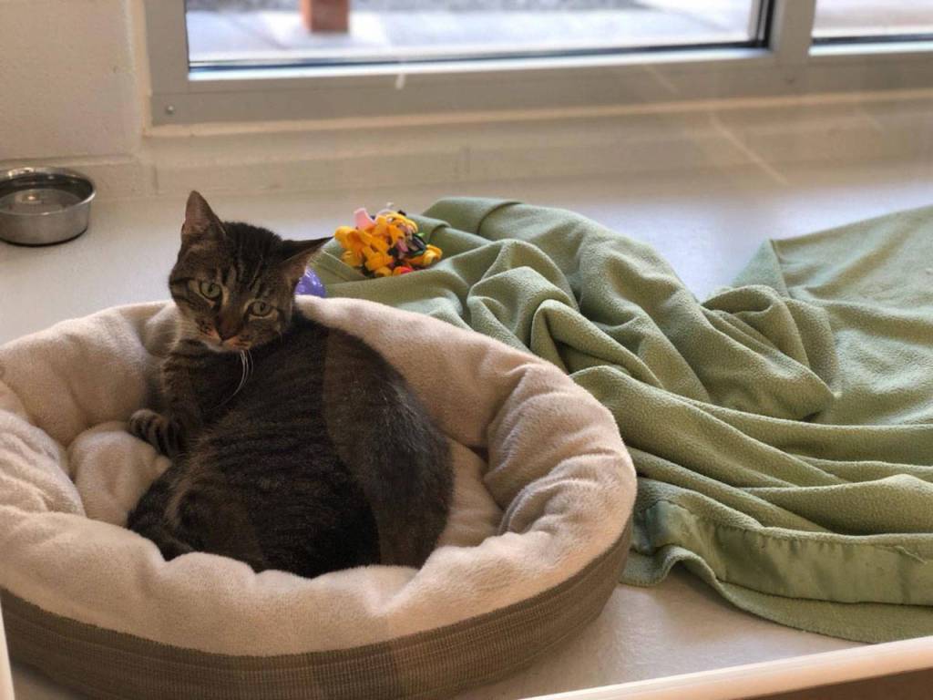 Pet lovers celebrate opening of Pet Adoption Center