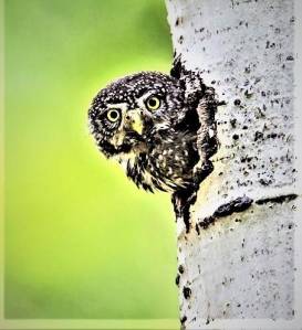 <em>The sparrow-sized Northern Pygmy Owl, an aggressive hunter with large feet and big eyes, has false eye spots at the back of its head that confuse predators. </em>Photo by Paul Bannick