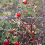 The last remaining wild berries this fall hang on to a bush near the enclosed picnic area at Manchester State Park. (Bob Smith | Kitsap Daily News)
