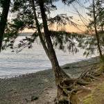 The last remnants of a clear blue November Sunday filter from the Manchester State Park shoreline overlooking Rich Passage. (Bob Smith | Kitsap Daily News)