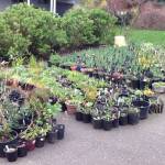 Do you have spare plants available? Manchester Library would like you to bring them over on Nov. 16. (Friends of Manchester Library photo)