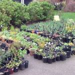 Have an extra plant? Manchester Library needs your help