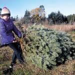 Shaylin Lowe, 8, of Port Angeles drags a freshly cut tree back to the family car as part of an outing to cut their own Christmas tree at Lazy J Tree Farm east of Port Angeles. (Keith Thorpe | Peninsula Daily News)