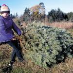 Christmas tree cutting permits now on sale
