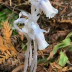 The ghost plant has no chlorophyll and cannot photosynthesize, so its bright white. It thrives in the dark and needs no sunlight. Photo courtesy Karen Hackenberg.