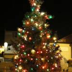 A tree lights a path between the Sons of Norway and the Pavillion.