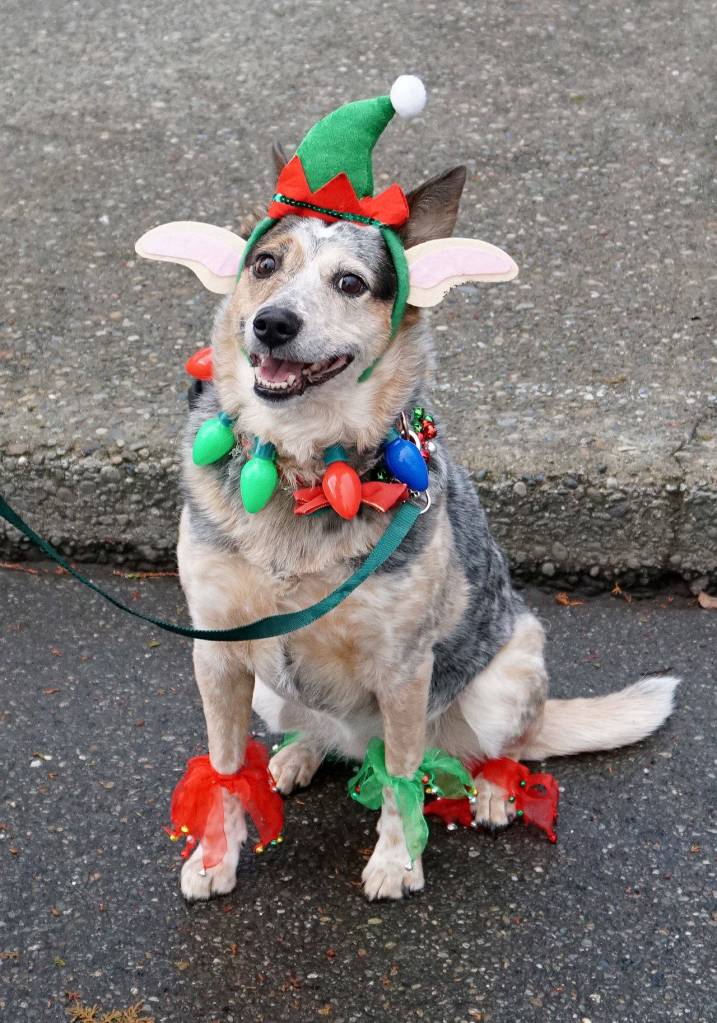 A South Kitsap canine strikes a jaunty pose while dressed in holiday attire. (Bob Smith | Kitsap Daily News 2018)