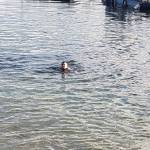 Braving the cold in Kitsap to usher in a new decade