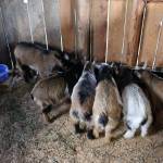 Baby goats getting some breakfast before yoga. Ken Park / Kitsap News Group