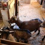 These babies are the first for these new moms. Ken Park / Kitsap News Group