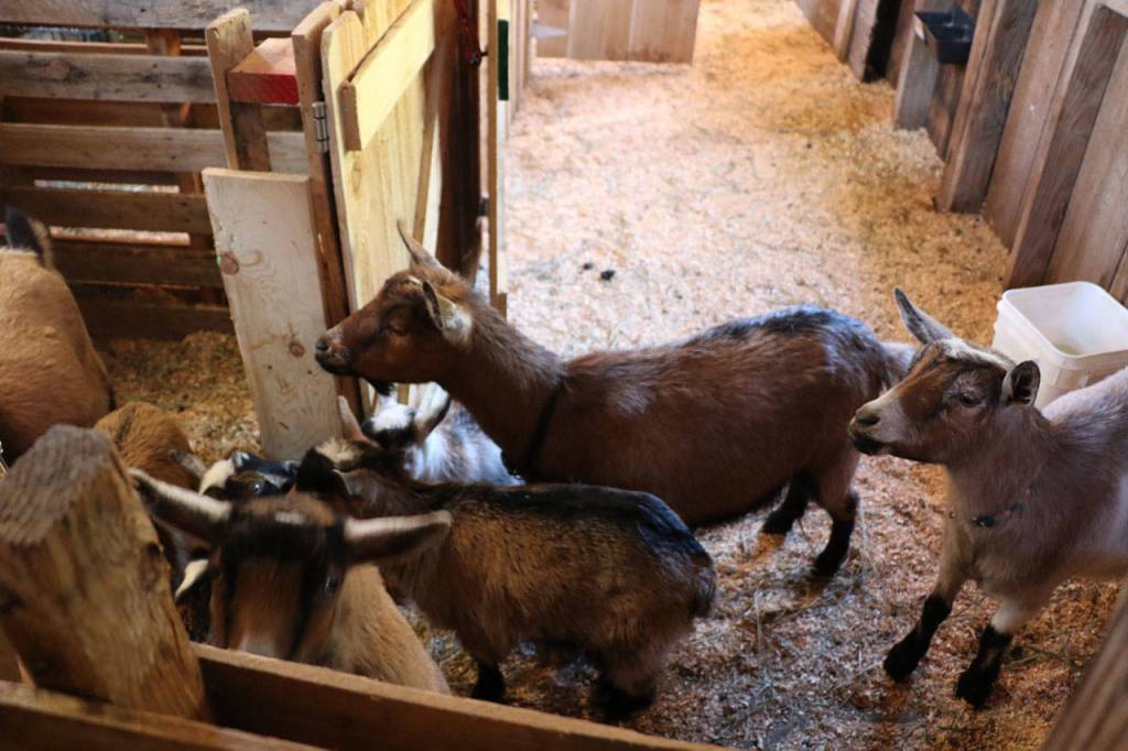 These babies are the first for these new moms. Ken Park / Kitsap News Group