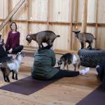 It can be a bit alarming to have a goat on your shoulders all of a sudden, but that is part of the draw for the Smithshyre Farms goat yoga classes. Ken Park / Kitsap News Group