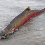 Duncan Creek restoration group seeking members