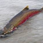 Duncan Creek restoration group seeking members