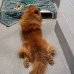 A dog residing at the Kitsap Humane Society in Silverdale decides to kick back before taking a snooze. (Bob Smith | Kitsap Daily News)