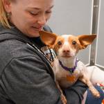 Kitsap Humane Society’s new dog behavior training center is taking shape