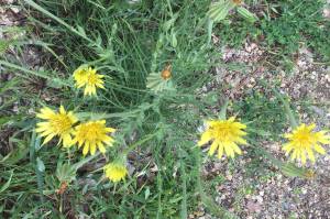 Kitsap County road maintenance behind schedule due to COVID-19