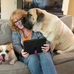 Christy Cordova of South Colby finds working from home for the school district during the pandemic has made her closer to her two dogs, Blaoo, a 240-pound English Mastiff, and Millie, a French and Old English bulldog mix. Millie runs the show. If she wants a toy, she will take it! (Mike De Felice | Kitsap Daily News)