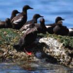 Bird study helps indicate health of Puget Sound