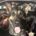 K-9 Cooper was given his name in honor of fallen Pierce County Sheriffs Office Dep. Cooper Dyson, who died in the line of duty on Dec. 21 while helping his partners during a domestic violence incident. (KCSO photo)