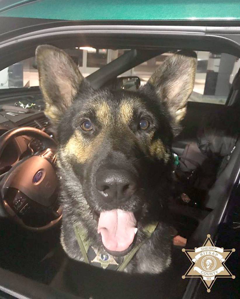 K-9 Cooper was given his name in honor of fallen Pierce County Sheriffs Office Dep. Cooper Dyson, who died in the line of duty on Dec. 21 while helping his partners during a domestic violence incident. (KCSO photo)