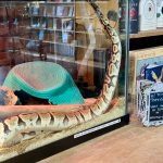 <em>Some bookstores have a resident house cat; BookIt Nook has a resident house snake named Papaya.</em>
