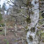 Heronswood is filled with trees and plants that bloom at different times of the year.