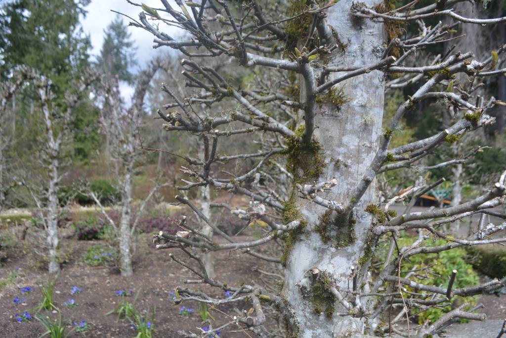 Heronswood is filled with trees and plants that bloom at different times of the year.
