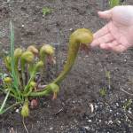 This plant looks somewhat like a dragon.