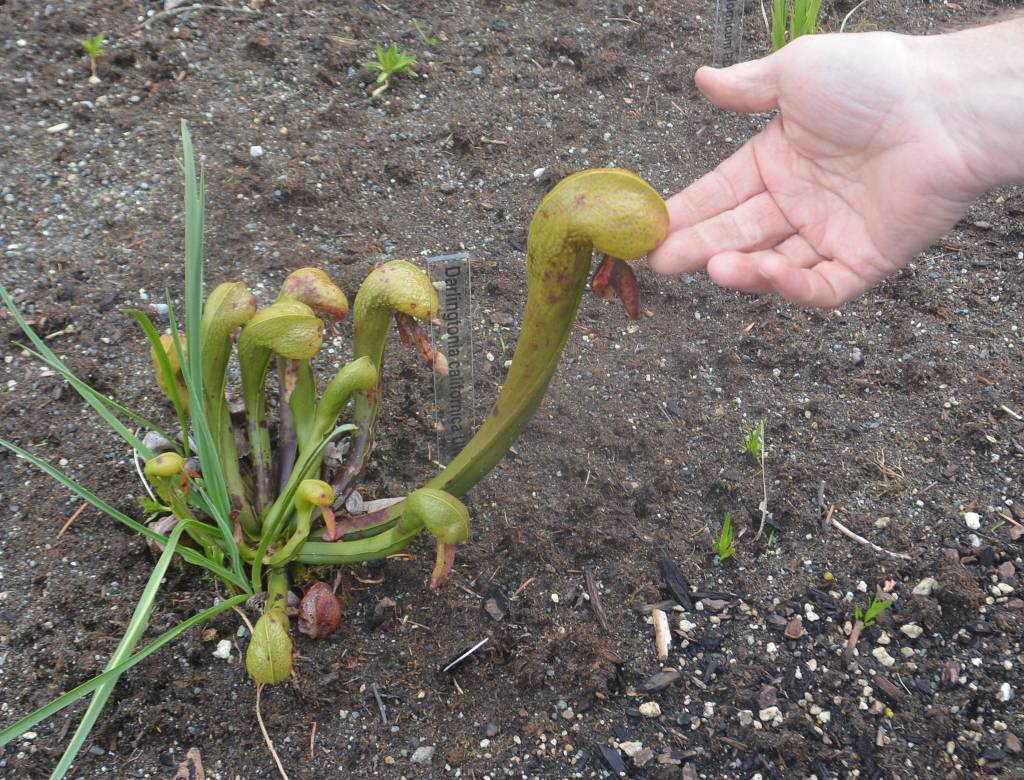 This plant looks somewhat like a dragon.