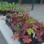 If you like Heronswood you can take a piece of it home with you, and it often offers plants for sale.