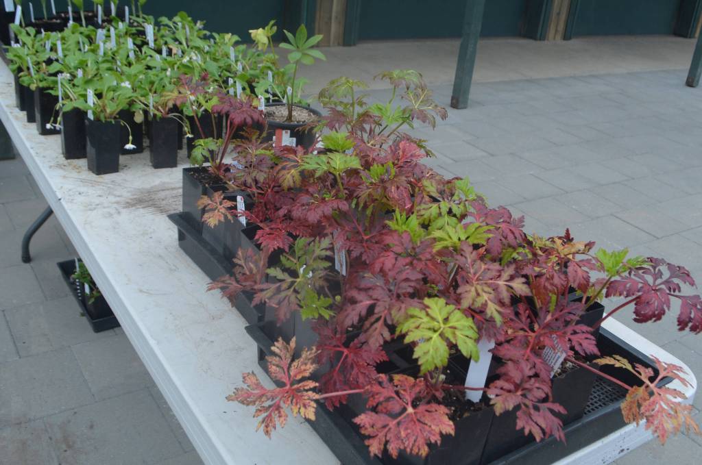 If you like Heronswood you can take a piece of it home with you, and it often offers plants for sale.