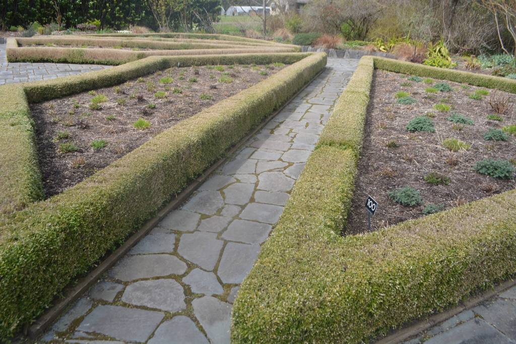 Tightly trimmed bushes provide the border for these raised flower beds.
