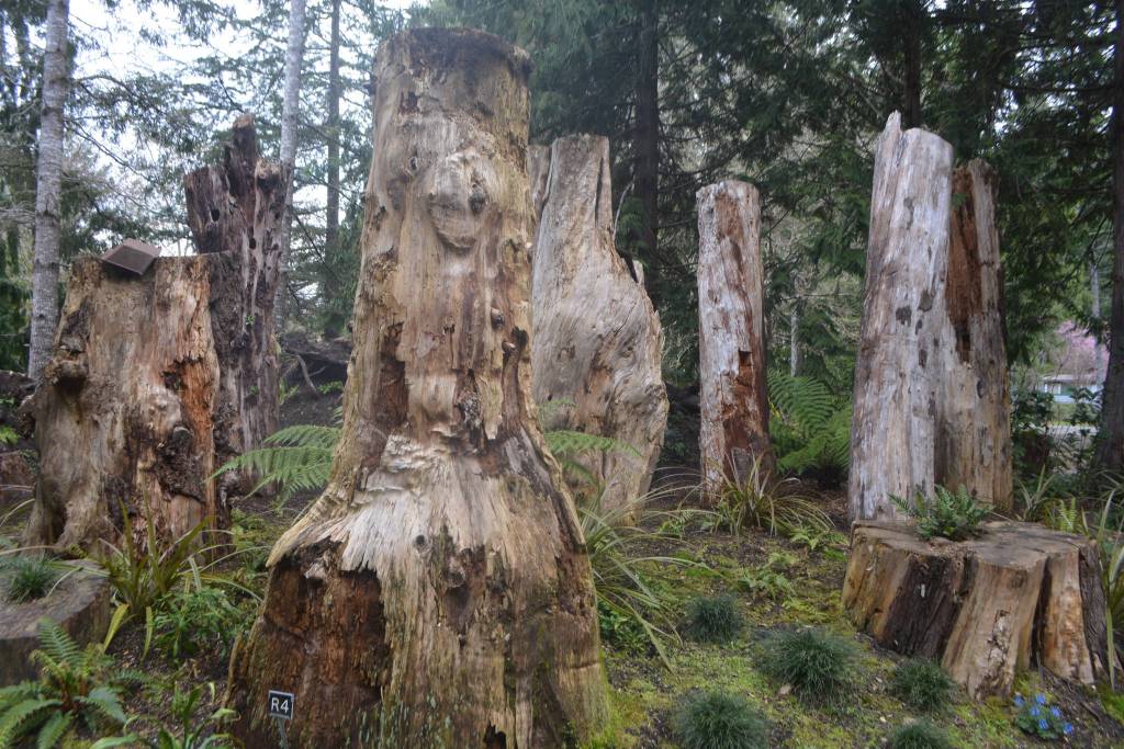 Stumps show all types of character in this section of the new Renaissance Garden.