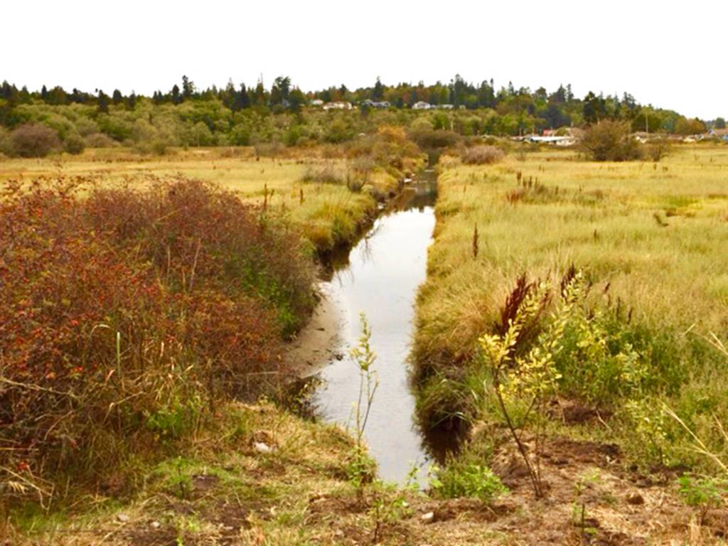 More of the wetlands area.