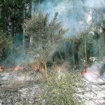 Brush and grass fires are within normal rates this summer in Kitsap County, the areas fire chiefs say, but they are concerned about the tinder-dry branches and brush that line the ground  perfect fuel for fires later this summer. (File photo)