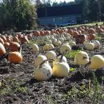 Kitsap Conservation District offers a u-pick pumpkin patch in Central Kitsap.