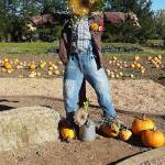 A scarecrow at the KCD pumpkin patch