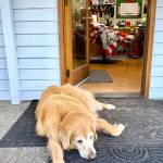 Recon, Jeff Crenshaws 10-year-old golden retriever, keeps occasional watch at the front door of Lennys Classic Barbershop. (Bob Smith | Kitsap Daily News)