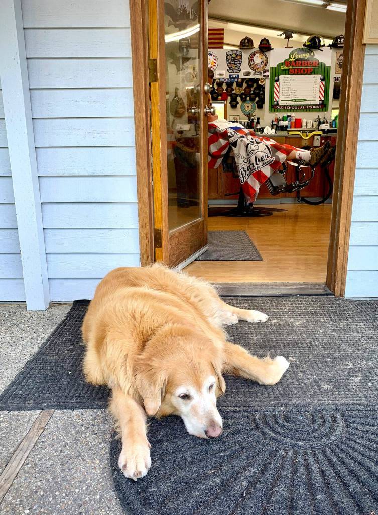 Recon, Jeff Crenshaws 10-year-old golden retriever, keeps occasional watch at the front door of Lennys Classic Barbershop. (Bob Smith | Kitsap Daily News)
