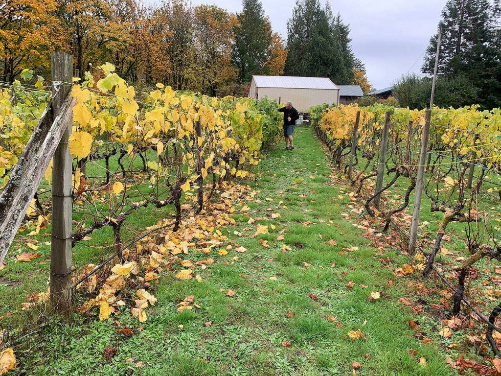 Stuart Chisholm checks for buds in the winerys vineyard. (Bob Smith | Kitsap Daily News)