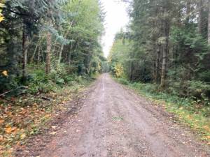 The area that was cleared of selected trees. Courtesy photos