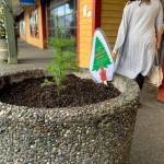 A new seedling replanted in a planter on Bay Street replaces a miniature Christmas tree that was pulled out and taken by a vandal sometime late last week. Two trees in total planted by the City of Port Orchard were stolen from among 55 that are on display for the Christmas holiday. (Bob Smith | Kitsap Daily News)