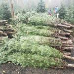 A pile of Christmas trees.