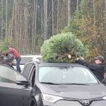 Shoppers can load up the tree themselves or can have staff from Olmsted Tree Farms help.