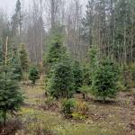 Various tree types and sizes are available at Olmsted Tree Farms.
